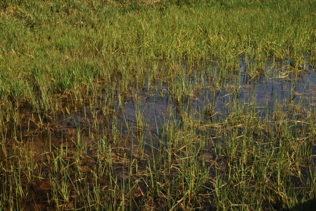 Types and Methods of Sub-Soil Drainage Systems Explained